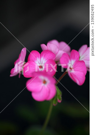 天竺葵花 天竺葵花 139082495