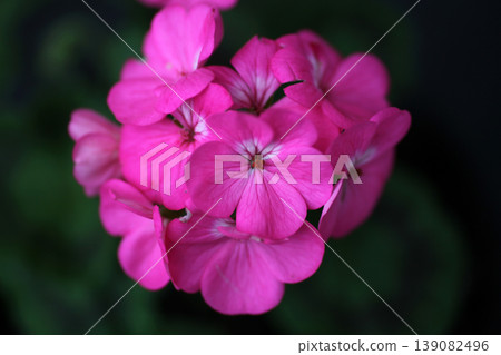天竺葵花 天竺葵花 139082496