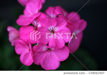Geranium flowers Geranium flowers 139082497