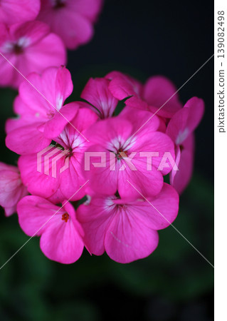 Geranium flowers Geranium flowers 139082498