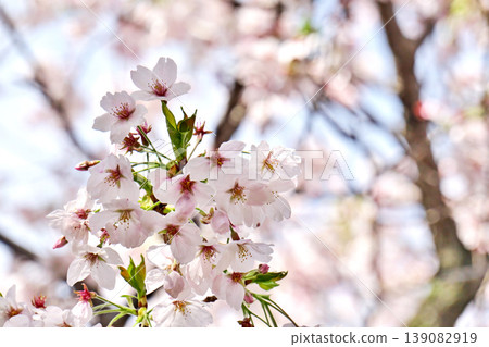 Cherry blossoms (spring, April) Cherry blossoms (spring, April) 139082919
