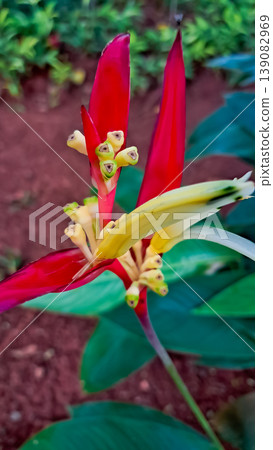 close-up photo of a heliconia banana plant 139082969