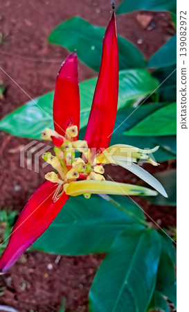 close-up photo of a heliconia banana plant 139082972