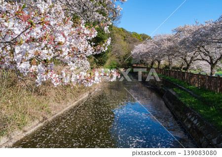 Row of cherry blossom trees and flower rafts 139083080