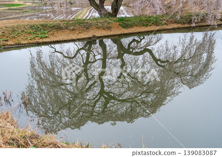 Reflection of weeping cherry blossoms Reflection of weeping cherry blossoms 139083087