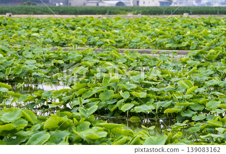 Summer lotus root fields with their lush green leaves Summer lotus root fields with their lush green leaves 139083162