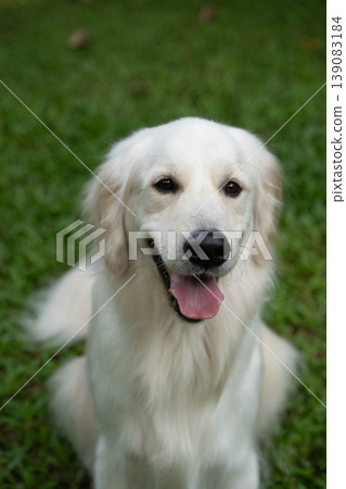 A portrait of a golden retriever smiling on the grass. 139083184