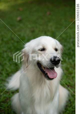 一張金毛犬在草地上微笑的照片。 一張金毛犬在草地上微笑的照片。 139083186