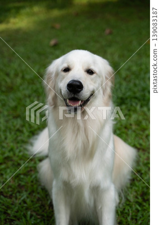 A portrait of a golden retriever smiling on the grass. A portrait of a golden retriever smiling on the grass. 139083187