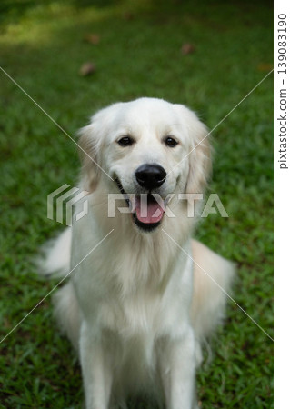 A portrait of a golden retriever smiling on the grass. 139083190