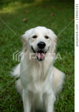 A portrait of a golden retriever smiling on the grass. A portrait of a golden retriever smiling on the grass. 139083191