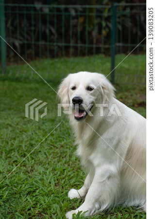 A portrait of a golden retriever smiling on the grass. A portrait of a golden retriever smiling on the grass. 139083205