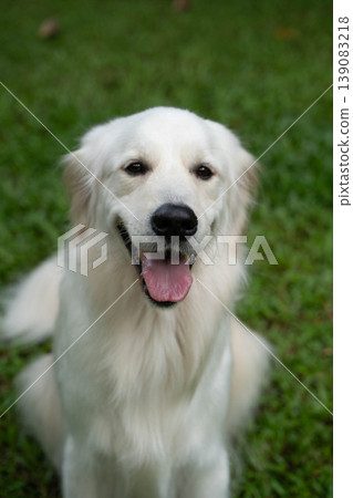 一張金毛犬在草地上微笑的照片。 一張金毛犬在草地上微笑的照片。 139083218