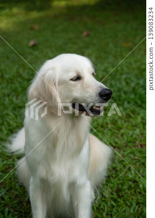 Outdoor portrait of a sitting Golden Retriever dog Outdoor portrait of a sitting Golden Retriever dog 139083234