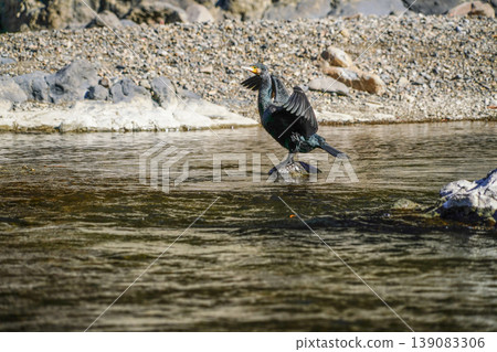 Cormorant Cormorant 139083306