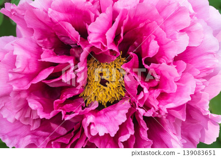 Up of peony flowers Up of peony flowers 139083651