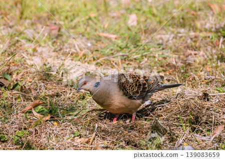 斑鳩 139083659