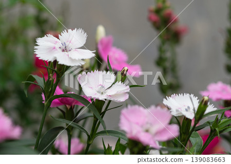石竹花 石竹花 139083663