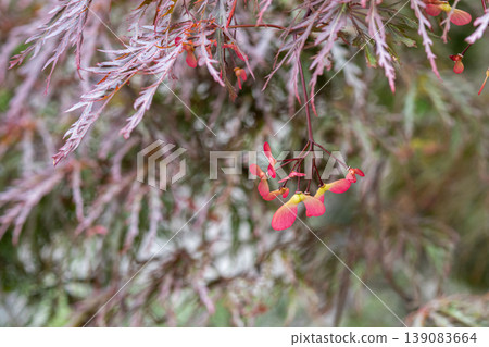 Weeping maple samara (red berries) 139083664