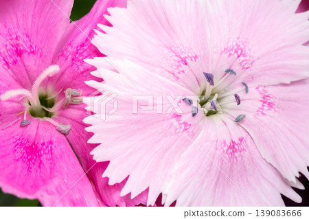 Nadesico花特寫鏡頭 139083666