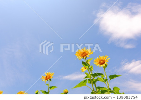 向日葵-湛藍的天空和向著太陽盛開的向日葵,營造出夏日假期的景象。 向日葵-湛藍的天空和向著太陽盛開的向日葵,營造出夏日假期的景象。 139083754