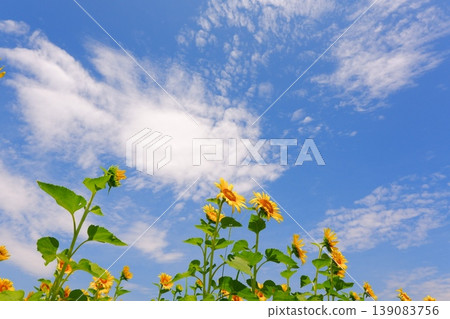 向日葵－湛藍的天空和向著太陽盛開的向日葵，營造出夏日假期的景象。 139083756