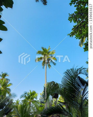 Lush green tropical palm trees and exotic foliage in a peaceful garden setting near the beach. Lush green tropical palm trees and exotic foliage in a peaceful garden setting near the beach. 139083817