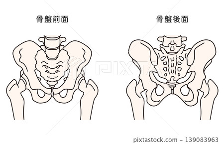 Front and back of the pelvis Front and back of the pelvis 139083963