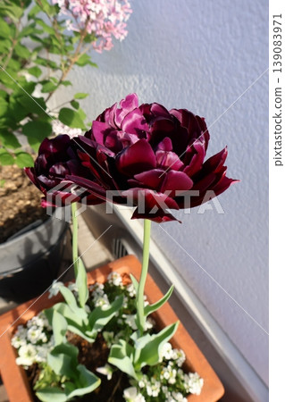 Black double-flowered tulips Black double-flowered tulips 139083971