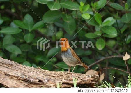 知更鳥棲息在樹枝上 知更鳥棲息在樹枝上 139083992
