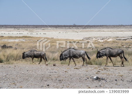 antelopes herd in Etosha 139083999
