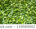 green ivy wall 139084002