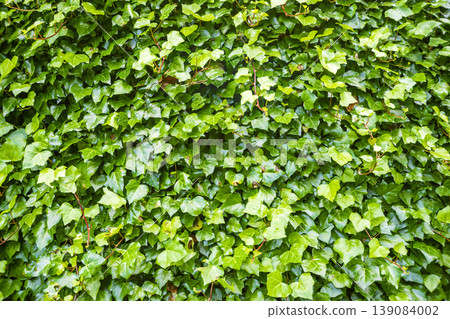 green ivy wall green ivy wall 139084002