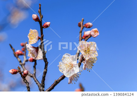 Plum blossoms Safu Sato plum Plum blossoms Safu Sato plum 139084124