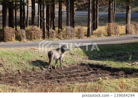 A Japanese serow suddenly appeared in the garden. 139084294