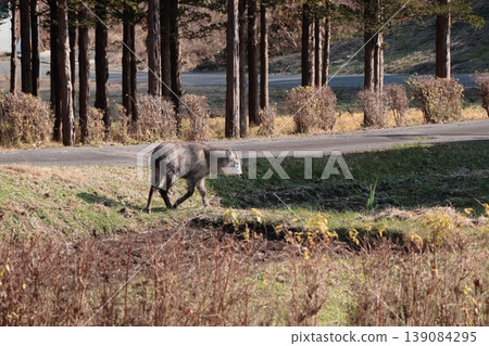 A Japanese serow suddenly appeared in the garden. A Japanese serow suddenly appeared in the garden. 139084295