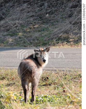A Japanese serow suddenly appeared in the garden. 139084297