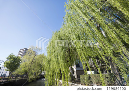 The Hirose River in Maebashi City, Gunma Prefecture in spring 139084300