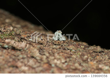 A larva of the striped dwarf moth, mimicking lichens and moving like an inchworm, climbs the trunk of a cherry tree (Japanese insect ecology macro photography). A larva of the striped dwarf moth, mimicking lichens and moving like an inchworm, climbs the trunk of a cherry tree (Japanese insect ecology macro photography). 139084356