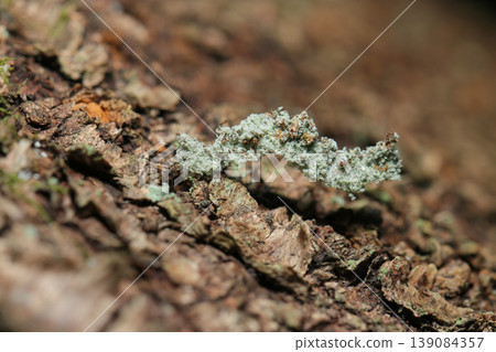 A larva of the striped moth, which camouflages itself by covering itself with lichens, climbs the trunk of a cherry tree (Macro photography of Japanese insect ecology). A larva of the striped moth, which camouflages itself by covering itself with lichens, climbs the trunk of a cherry tree (Macro photography of Japanese insect ecology). 139084357
