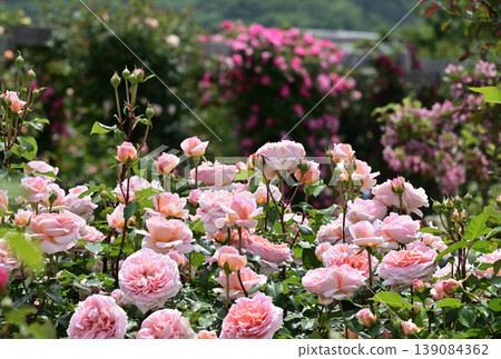 Roses in full bloom (2) 139084362