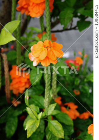 Crossundra Crossundra 139084415