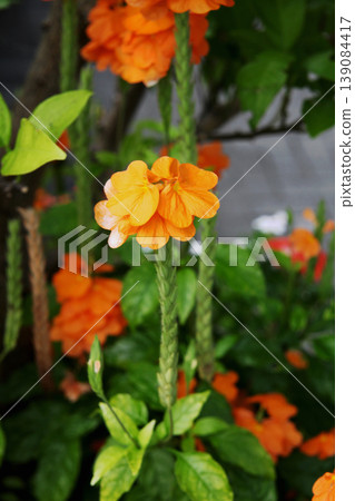 Crossundra 139084417