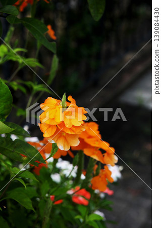 Crossundra Crossundra 139084430