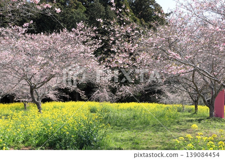 益子町、大燒古墓群、油菜花和櫻花節 益子町、大燒古墓群、油菜花和櫻花節 139084454
