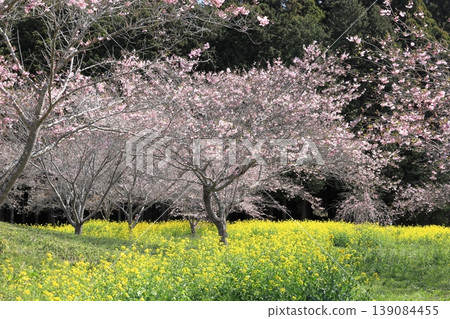 益子町、大燒古墓群、油菜花和櫻花節 139084455