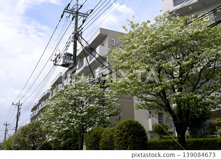 The beginning of summer, dogwood trees in the housing complex The beginning of summer, dogwood trees in the housing complex 139084673