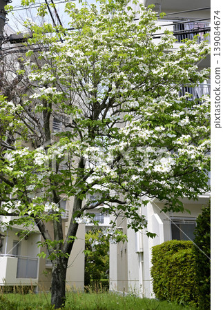 Dogwood trees in the housing complex 139084674