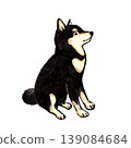 一隻黑色的柴犬端坐著，姿態端莊。 139084684