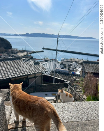 Cats gazing at the sea Cats gazing at the sea 139084693